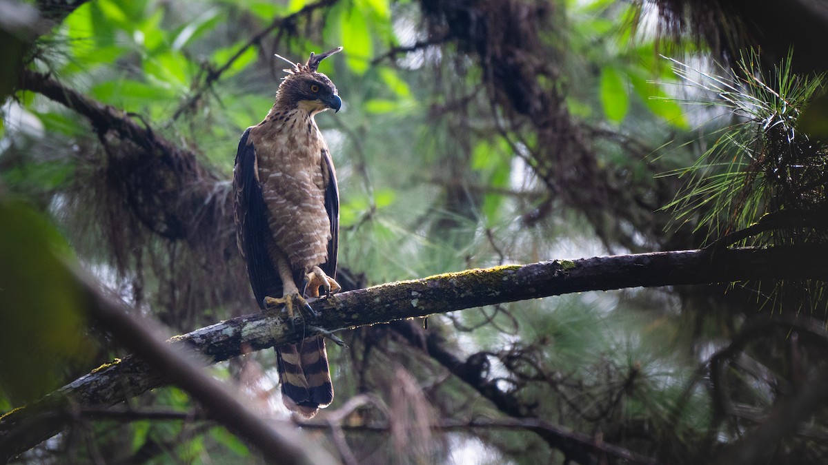 Legge's Hawk-Eagle - ML638647476