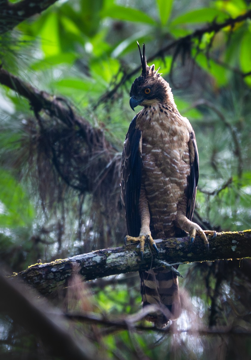 Legge's Hawk-Eagle - ML638647477