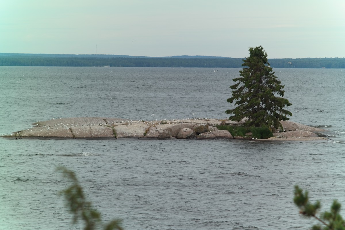 null - ML638647521