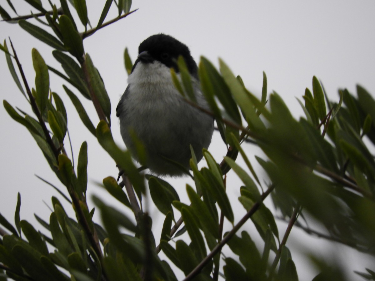 Black-capped Warbling Finch - ML638647544