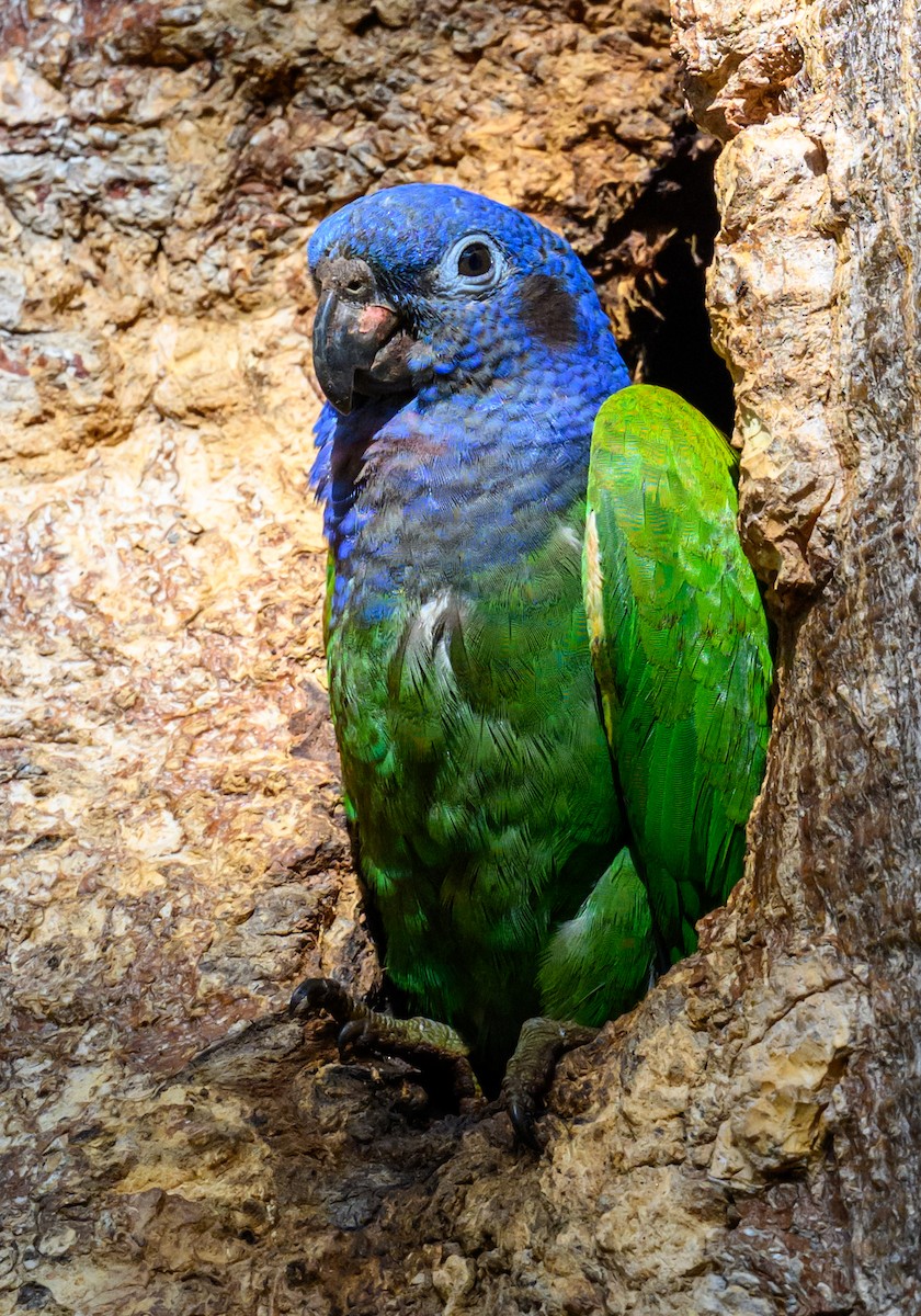 Blue-headed Parrot - ML638647546