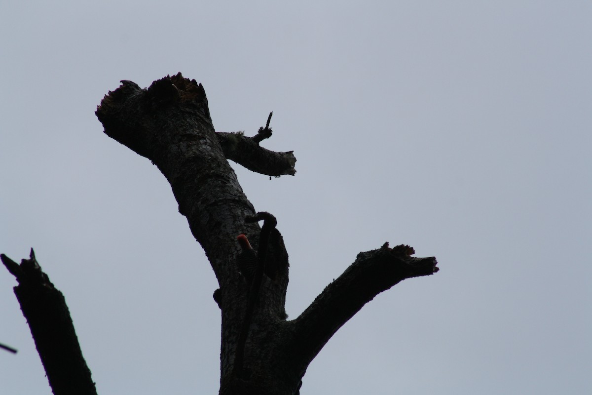 Red-bellied Woodpecker - ML638647563