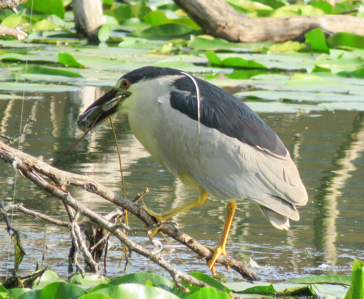 ゴイサギ - ML638647565