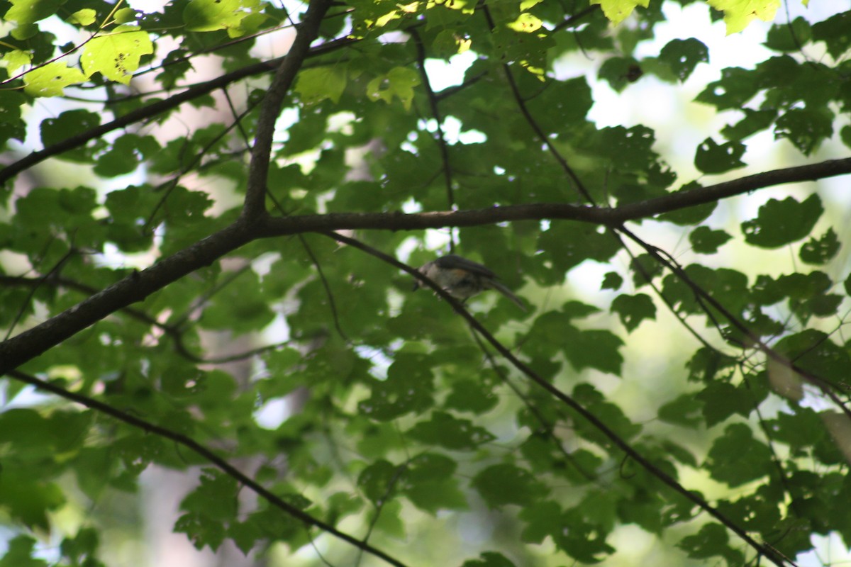 Tufted Titmouse - ML638647598