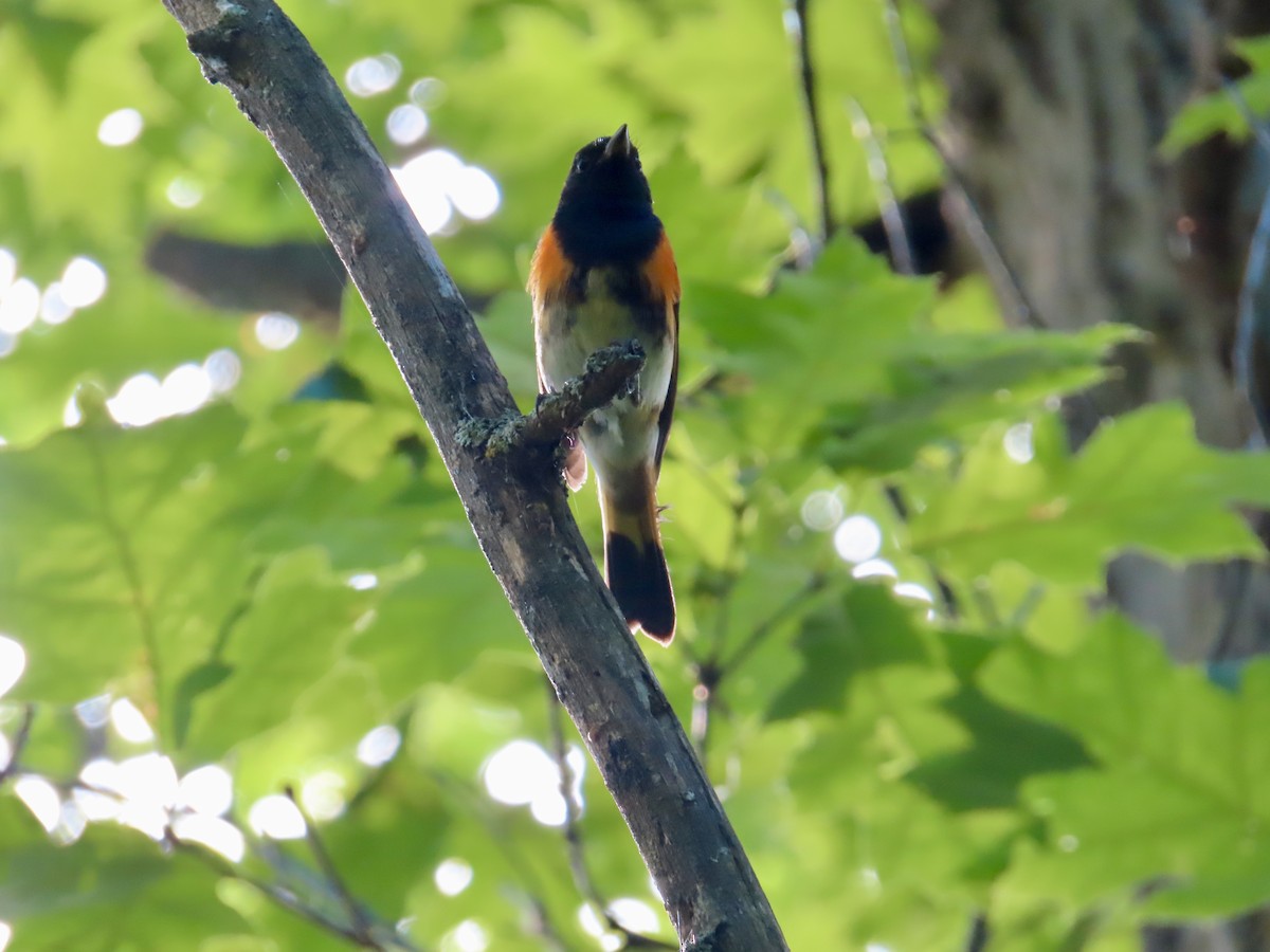 American Redstart - ML638647599