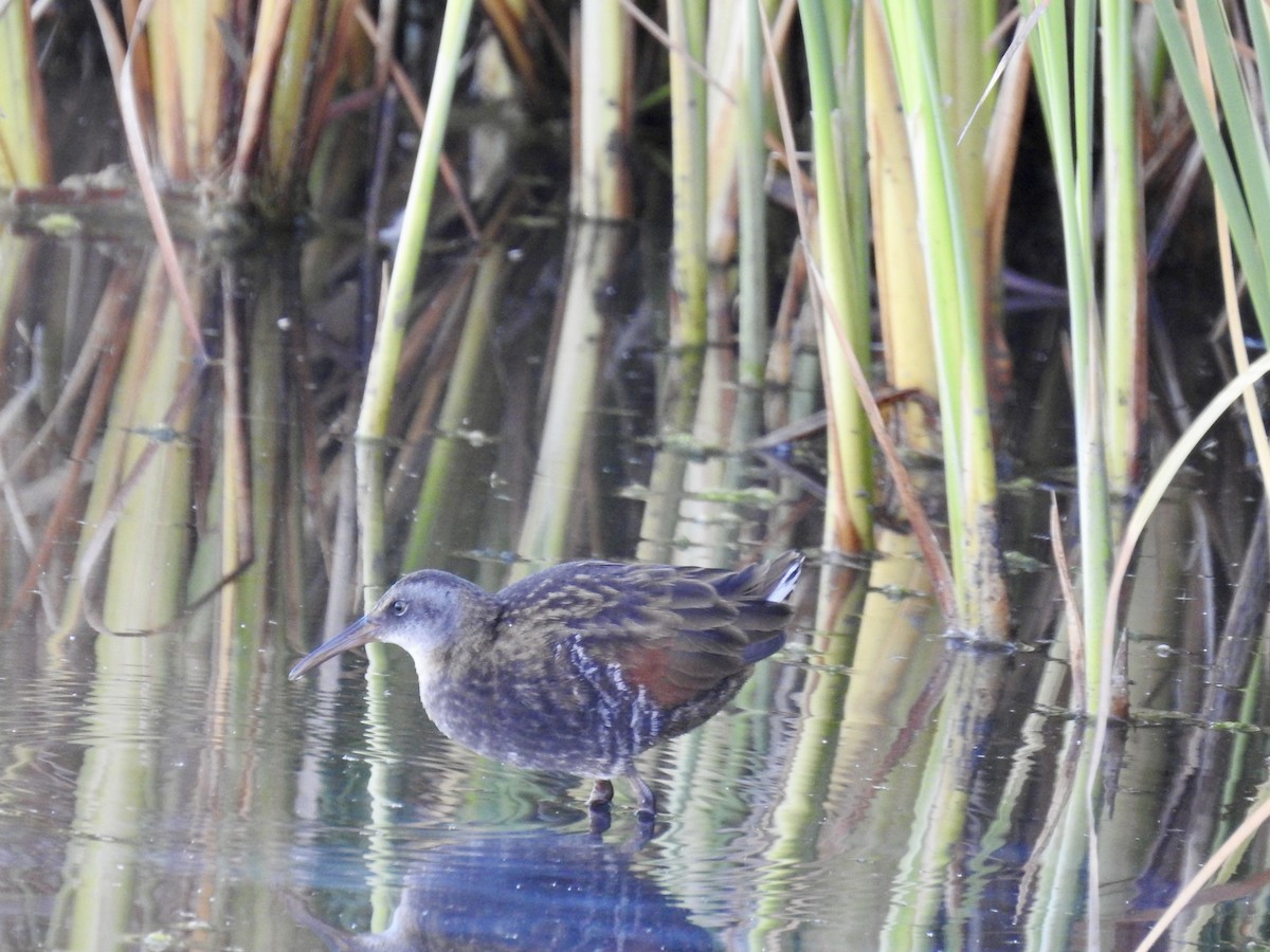 Virginia Rail - ML638647626