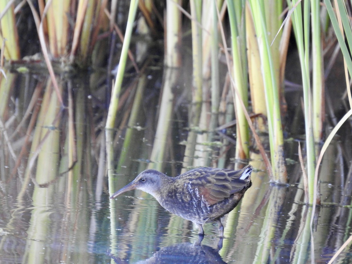 Virginia Rail - ML638647642