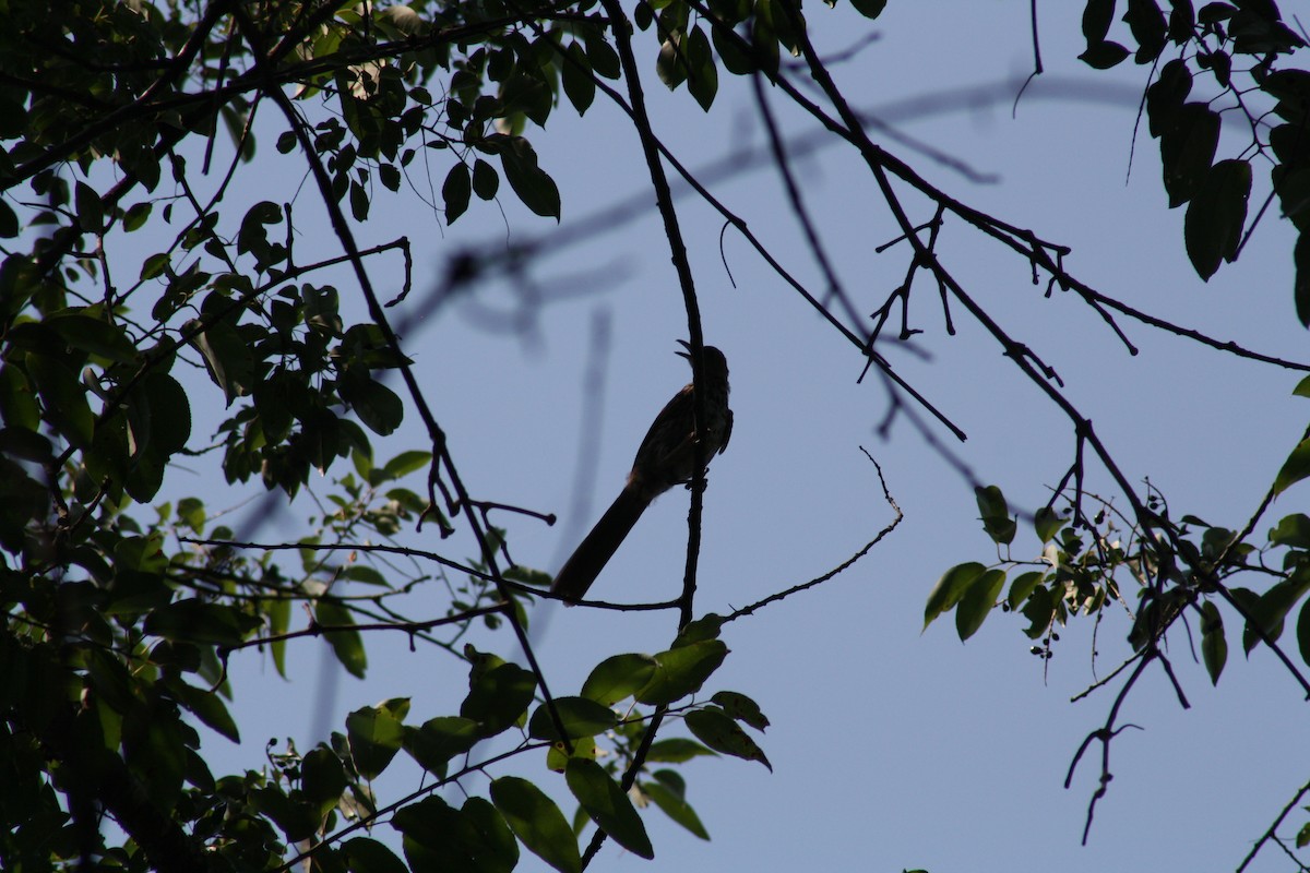 brunspottefugl - ML638647706