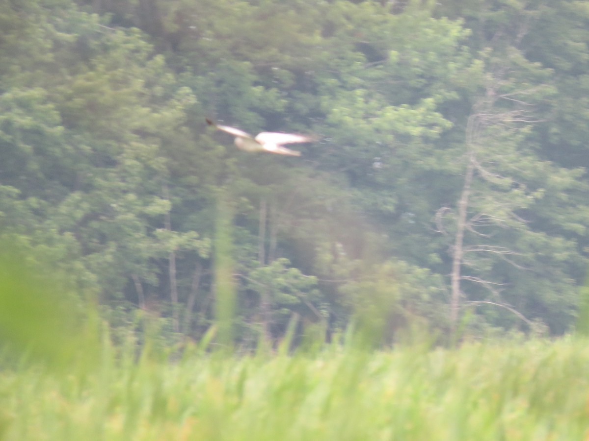 Northern Harrier - ML638647723