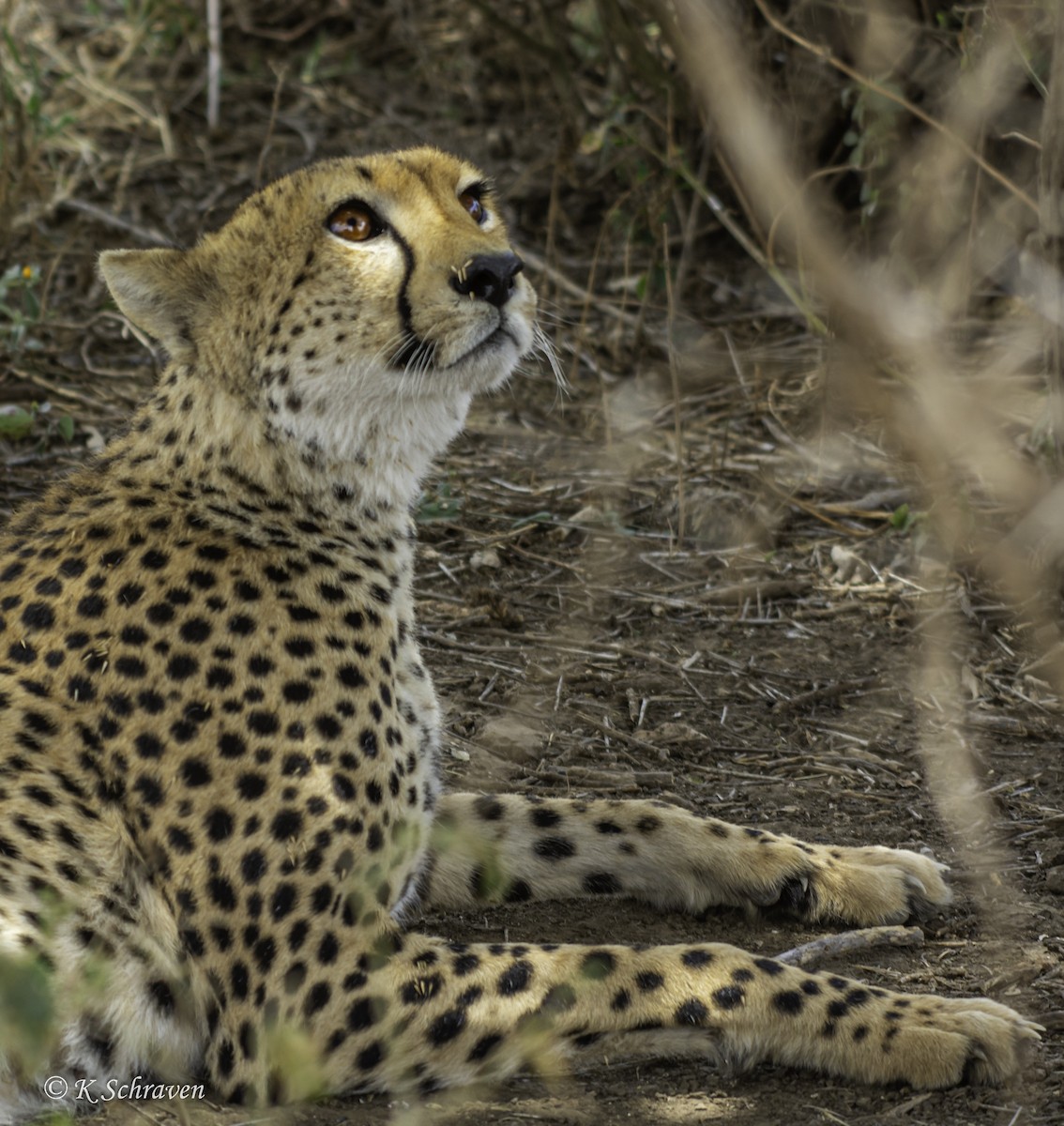 Cheetah - ML638647756