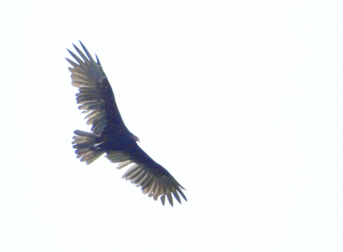 Turkey Vulture - ML638647757