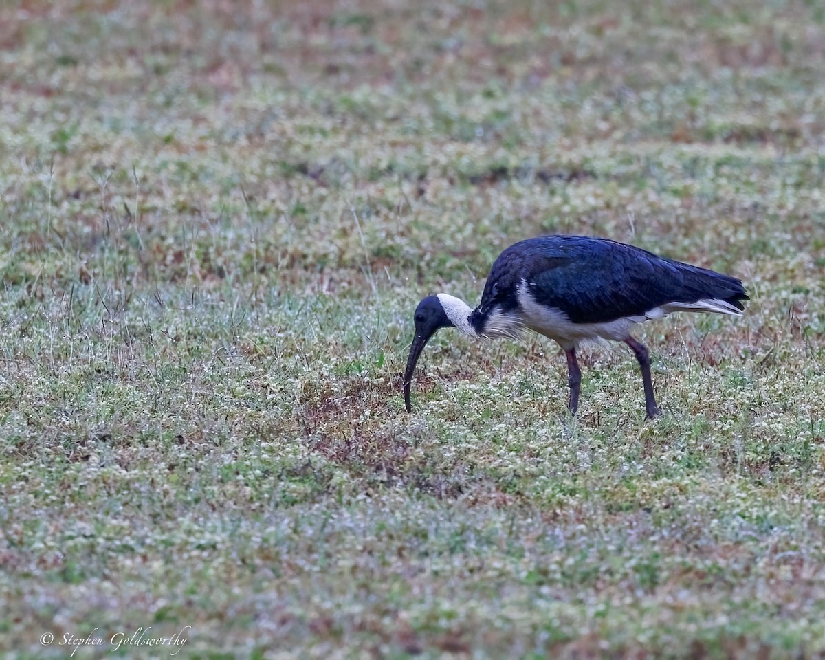 Straw-necked Ibis - ML638647769