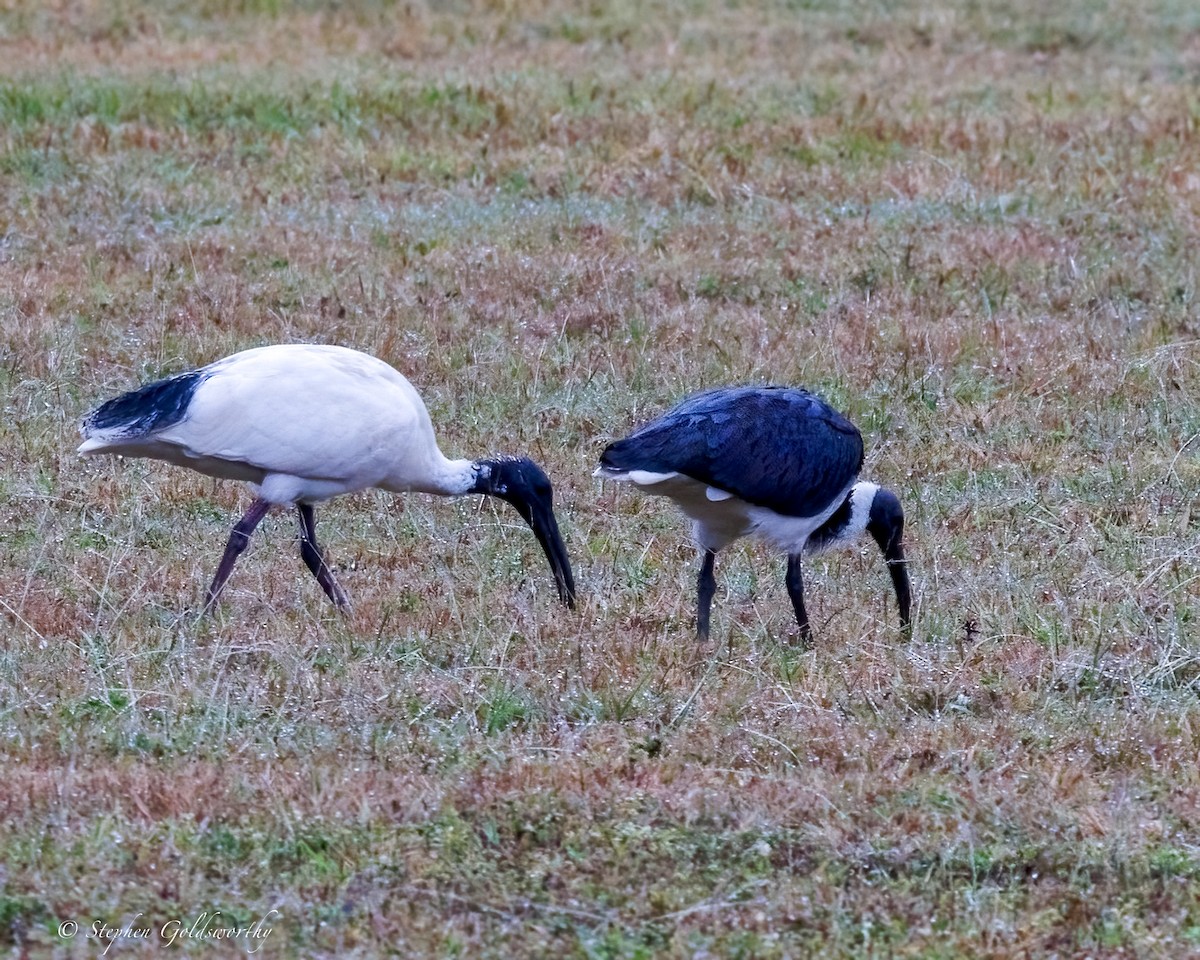Straw-necked Ibis - ML638647770