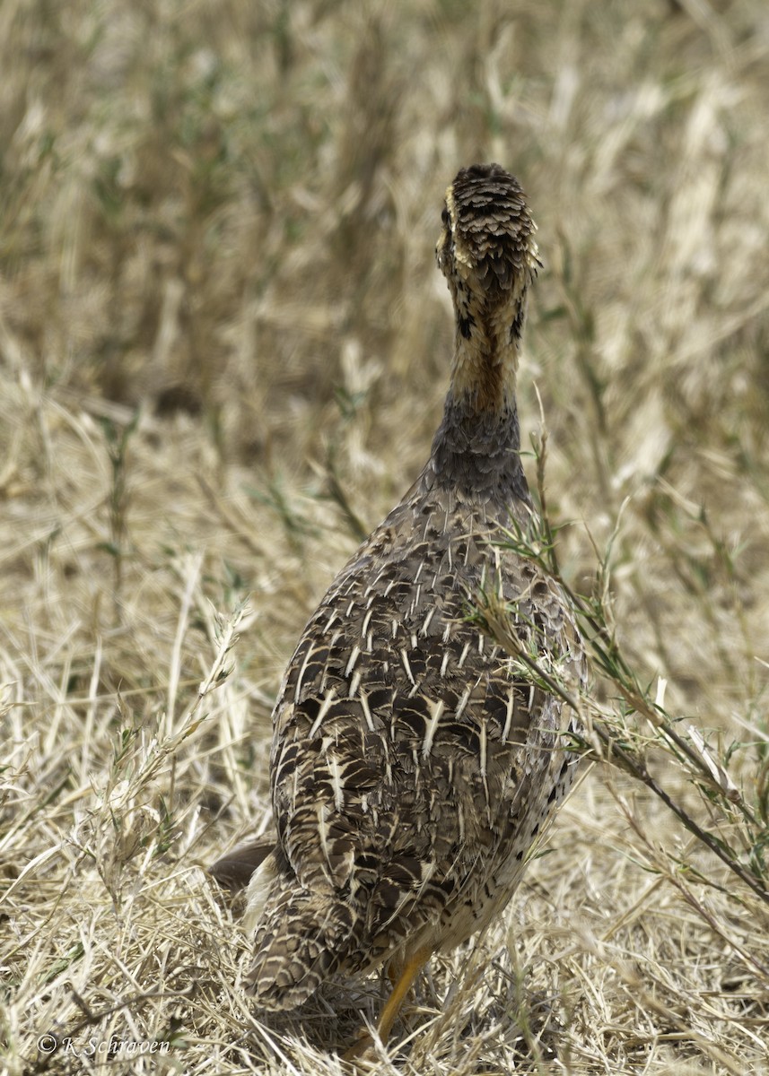 Coqui Francolin - ML638647780
