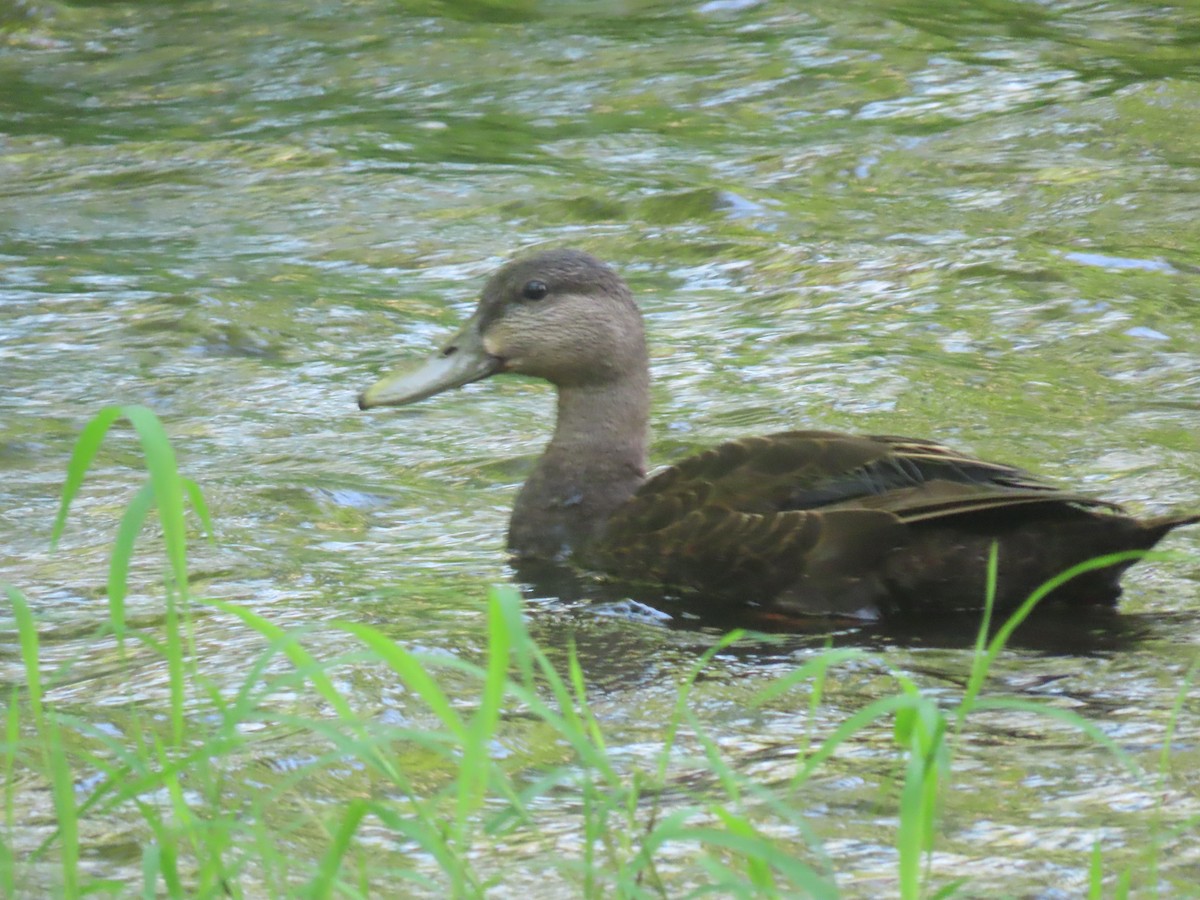 American Black Duck - ML638647788