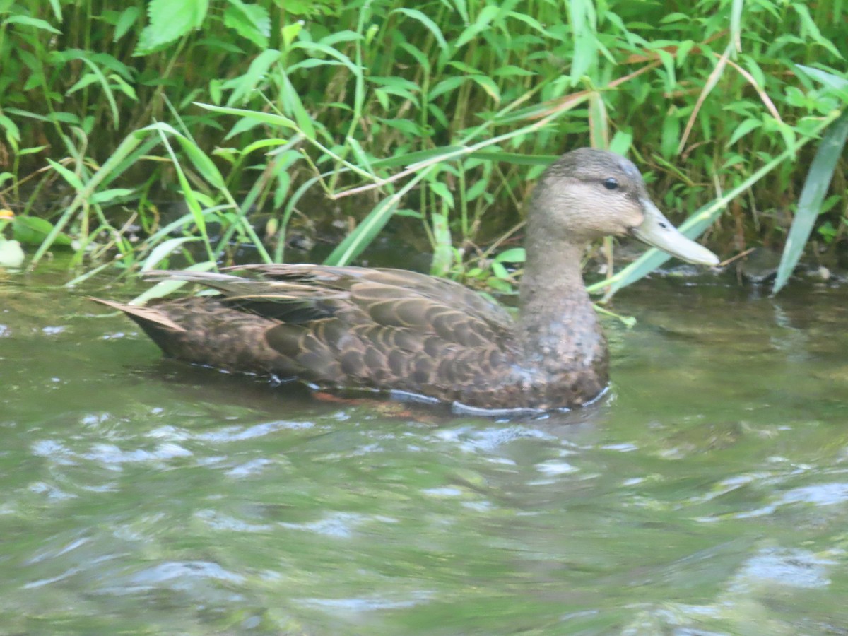 American Black Duck - ML638647790