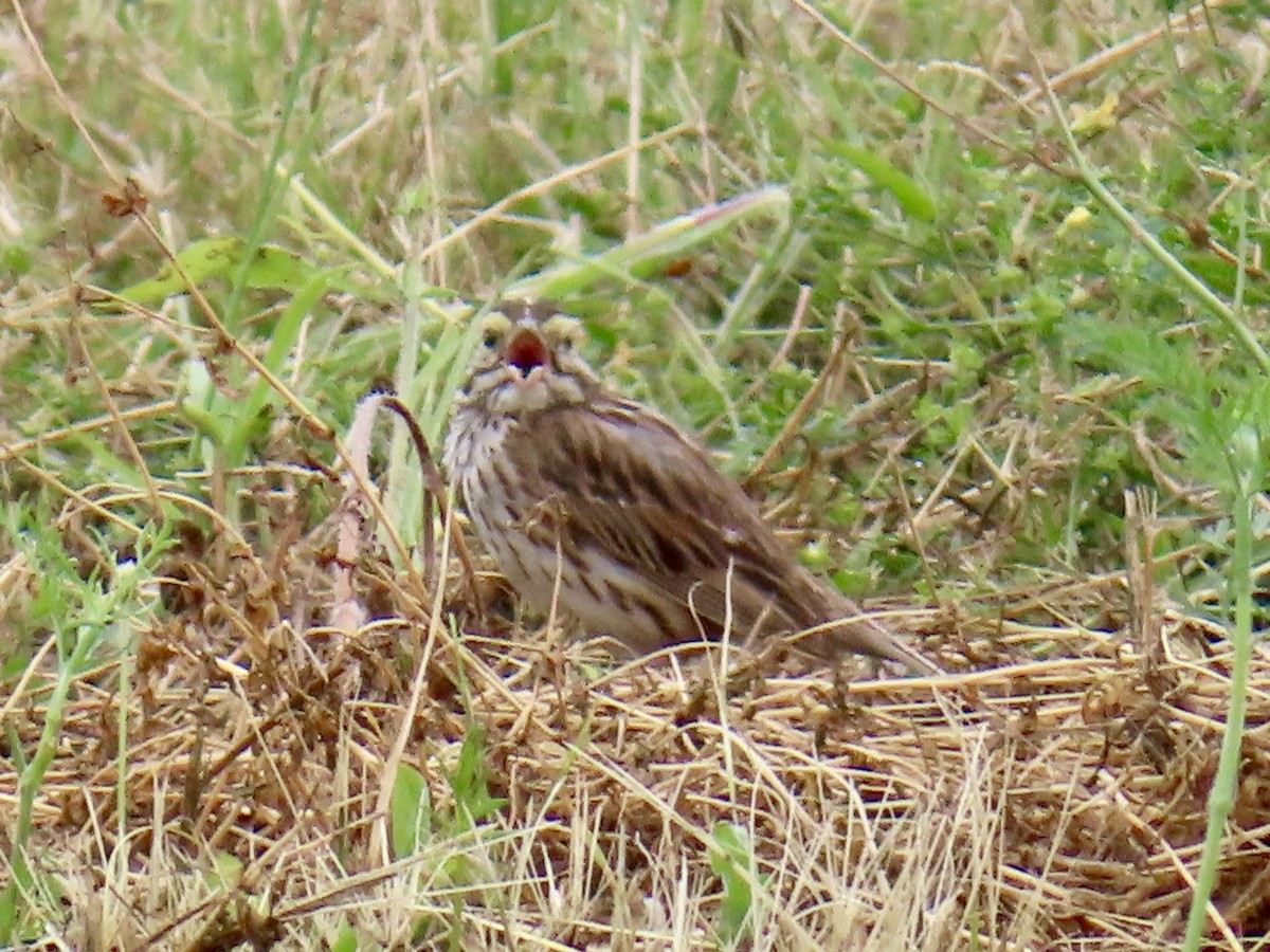 Savannah Sparrow - ML638647794