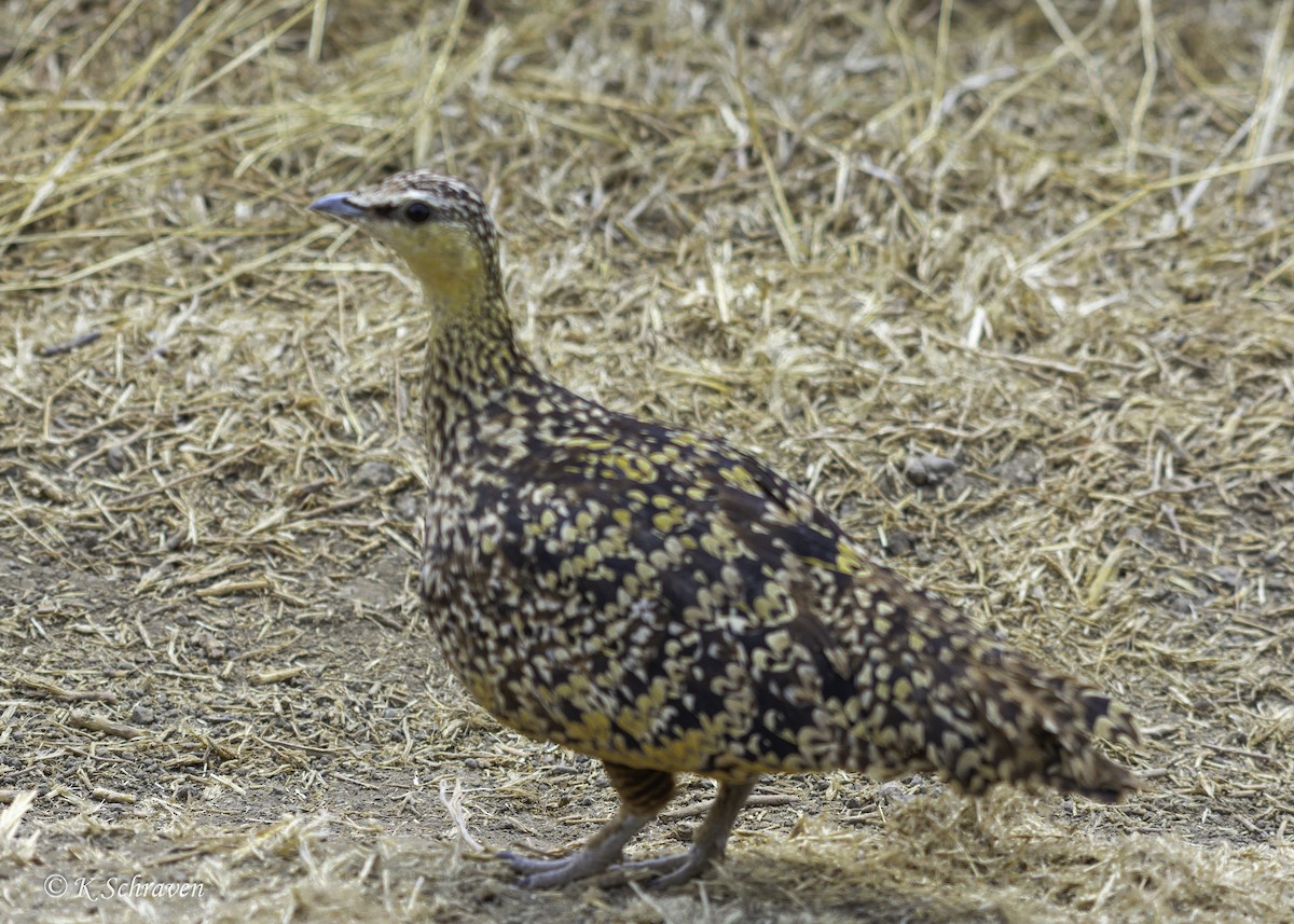 Yellow-throated Sandgrouse - ML638647798