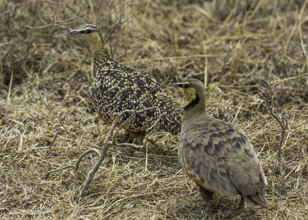 Yellow-throated Sandgrouse - ML638647799