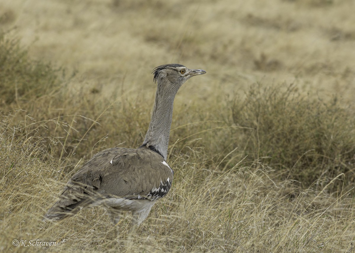 Kori Bustard - ML638647810
