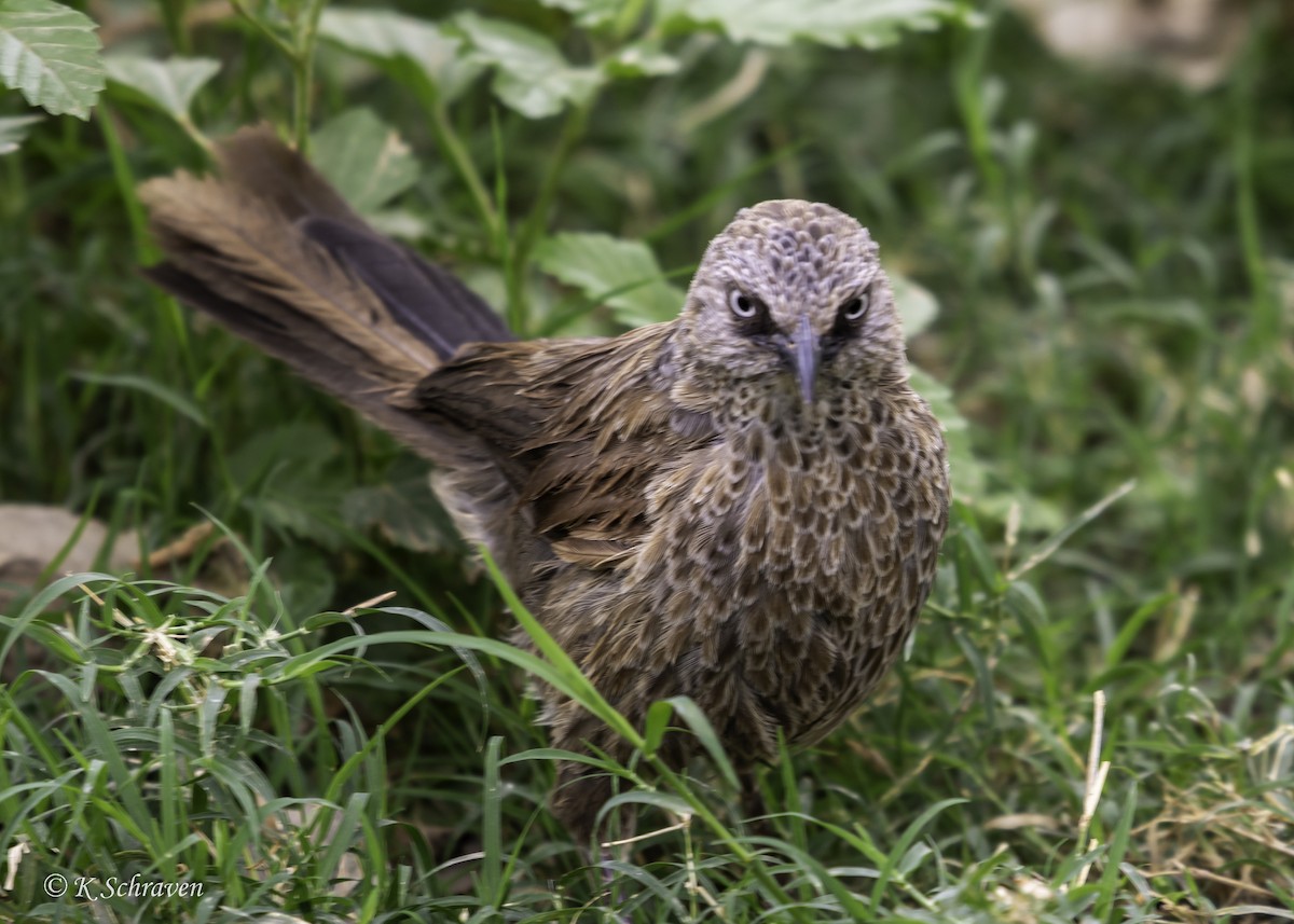 Black-lored Babbler - ML638647820
