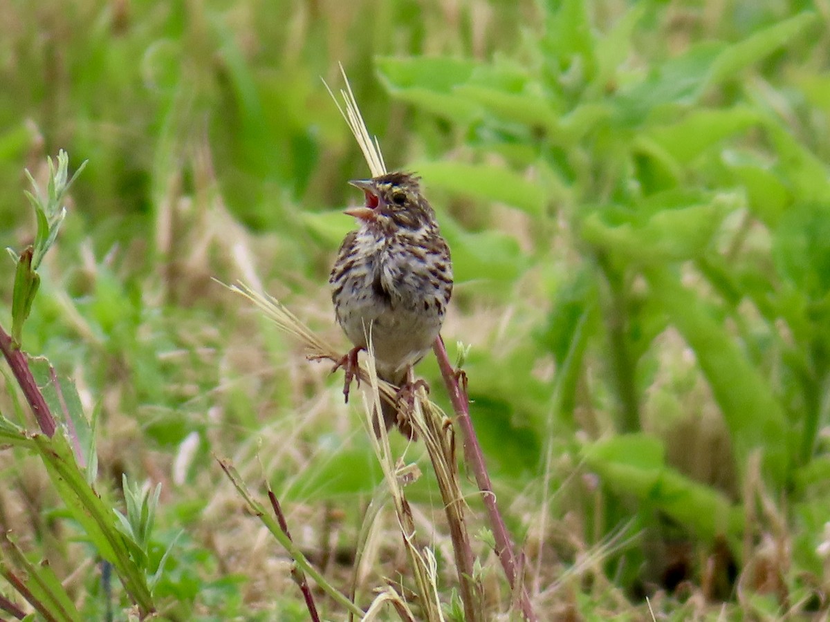 Savannah Sparrow - ML638647851