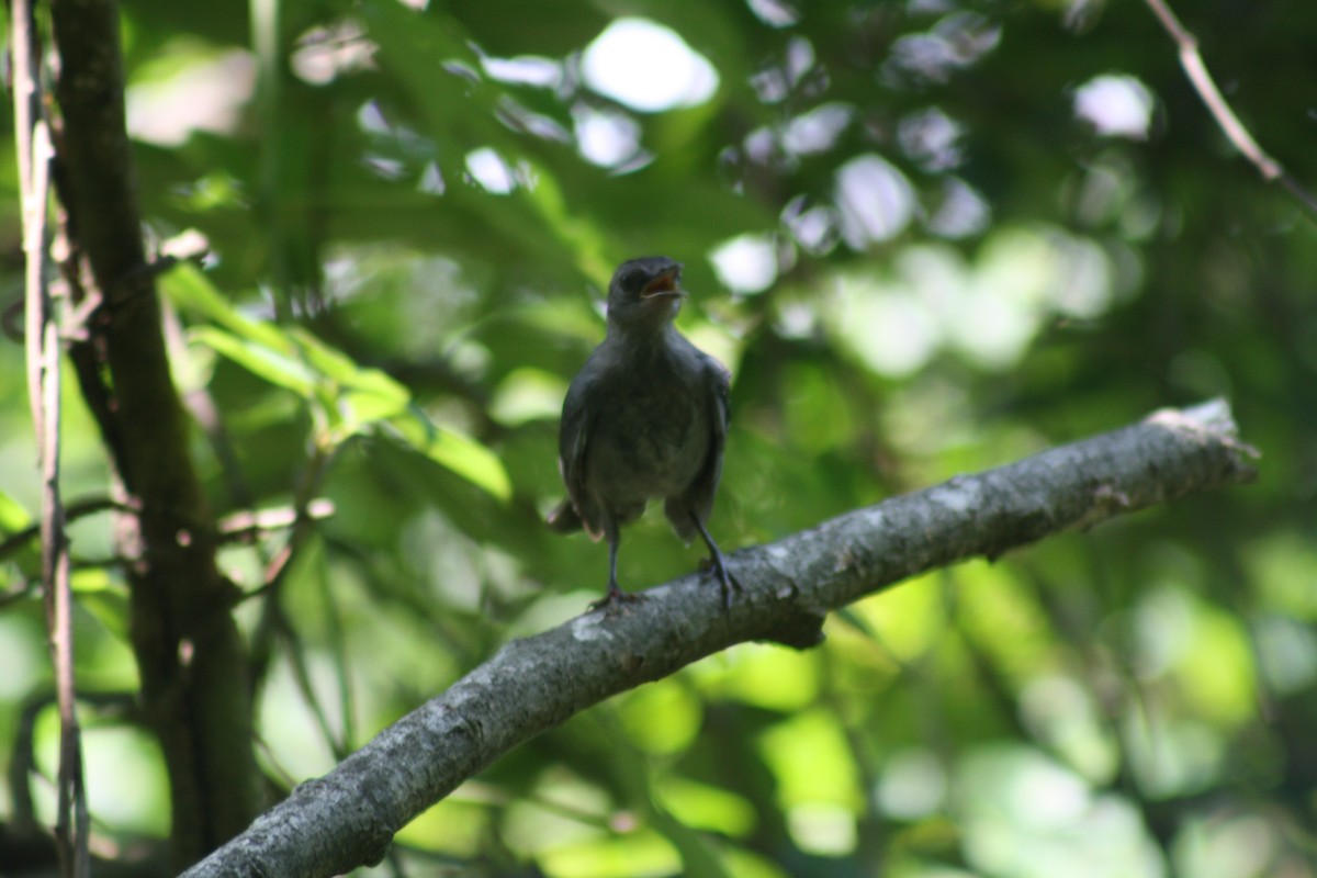 Gray Catbird - ML638647882