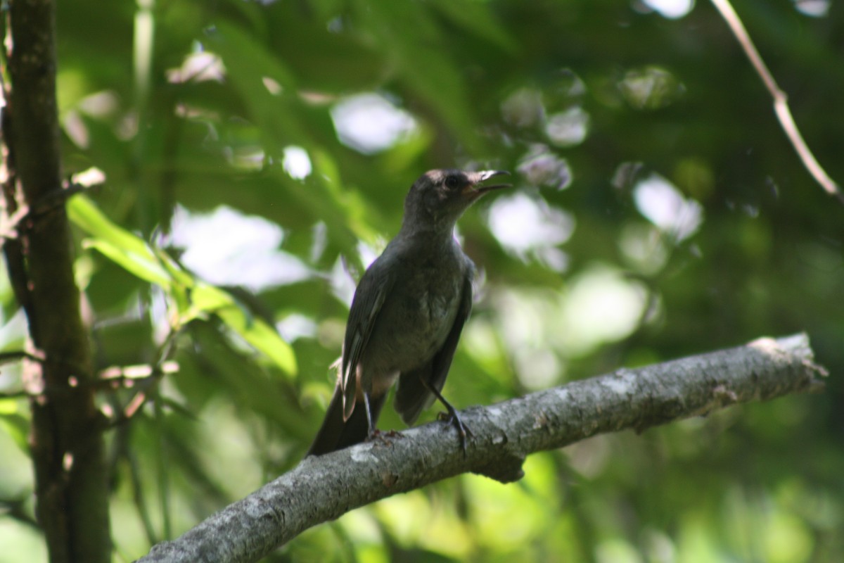 Gray Catbird - ML638647883