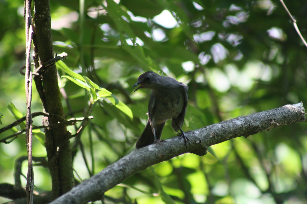 Gray Catbird - ML638647884