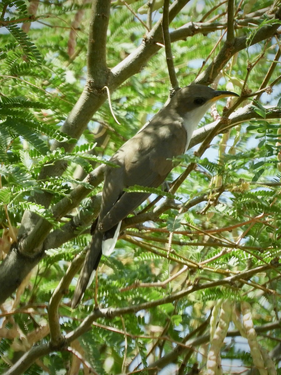 Yellow-billed Cuckoo - ML638647912