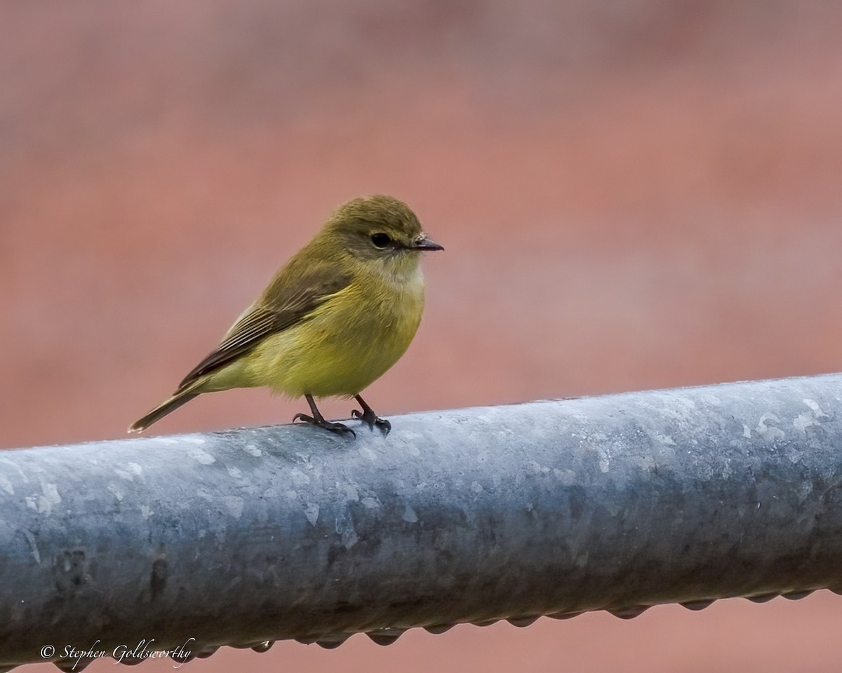 Lemon-bellied Flyrobin - ML638647919