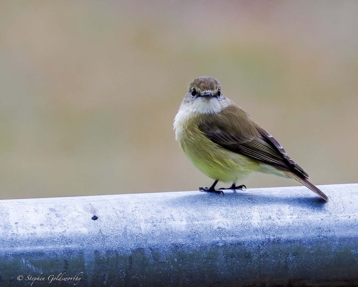 Lemon-bellied Flyrobin - ML638647921