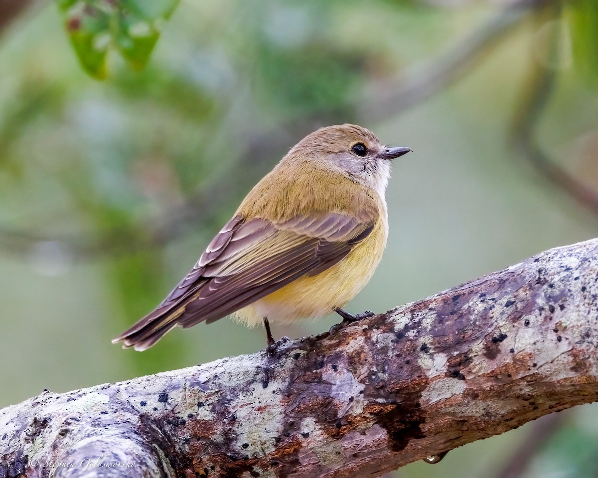 Lemon-bellied Flyrobin - ML638647922