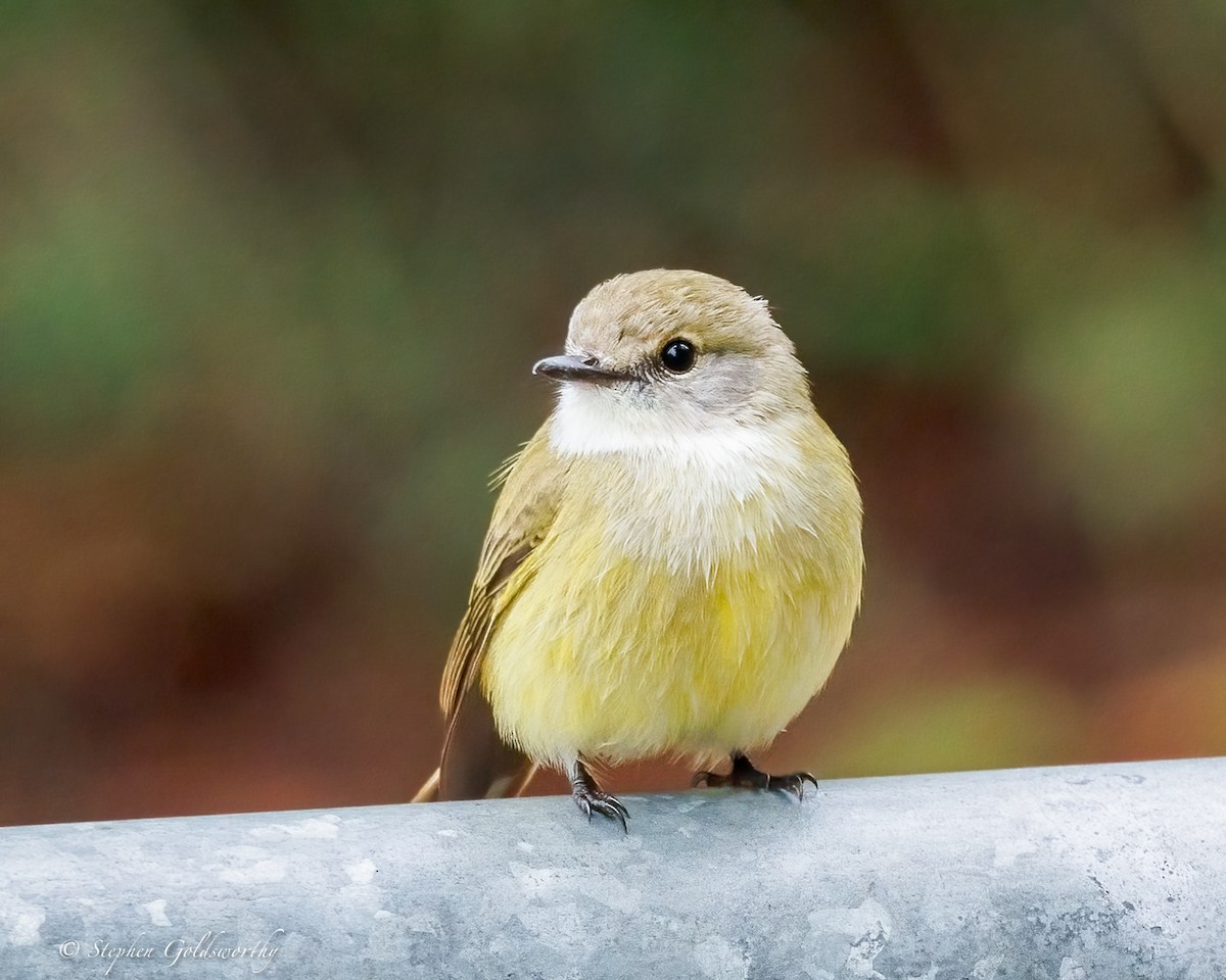Lemon-bellied Flyrobin - ML638647924