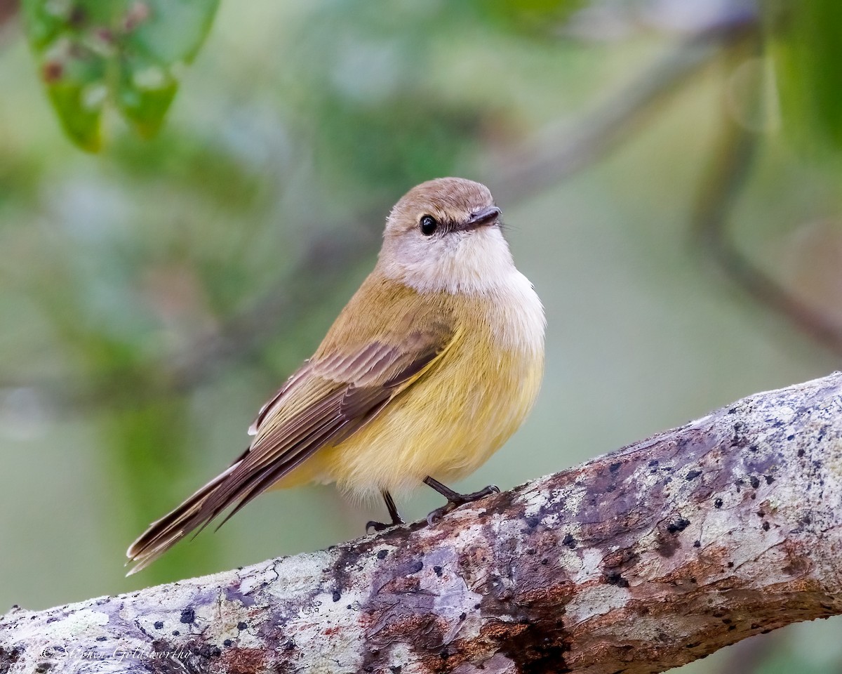 Lemon-bellied Flyrobin - ML638647925