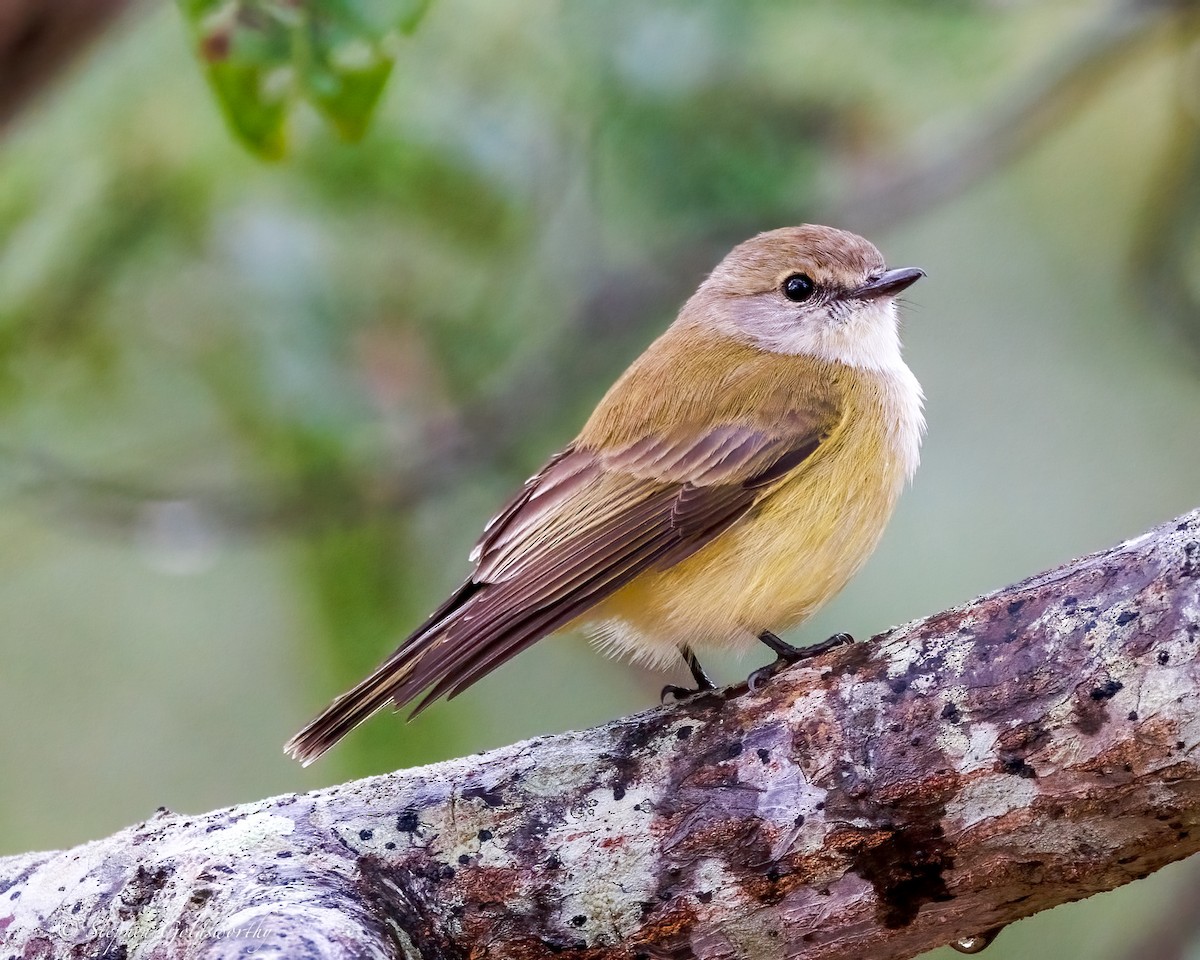 Lemon-bellied Flyrobin - ML638647926