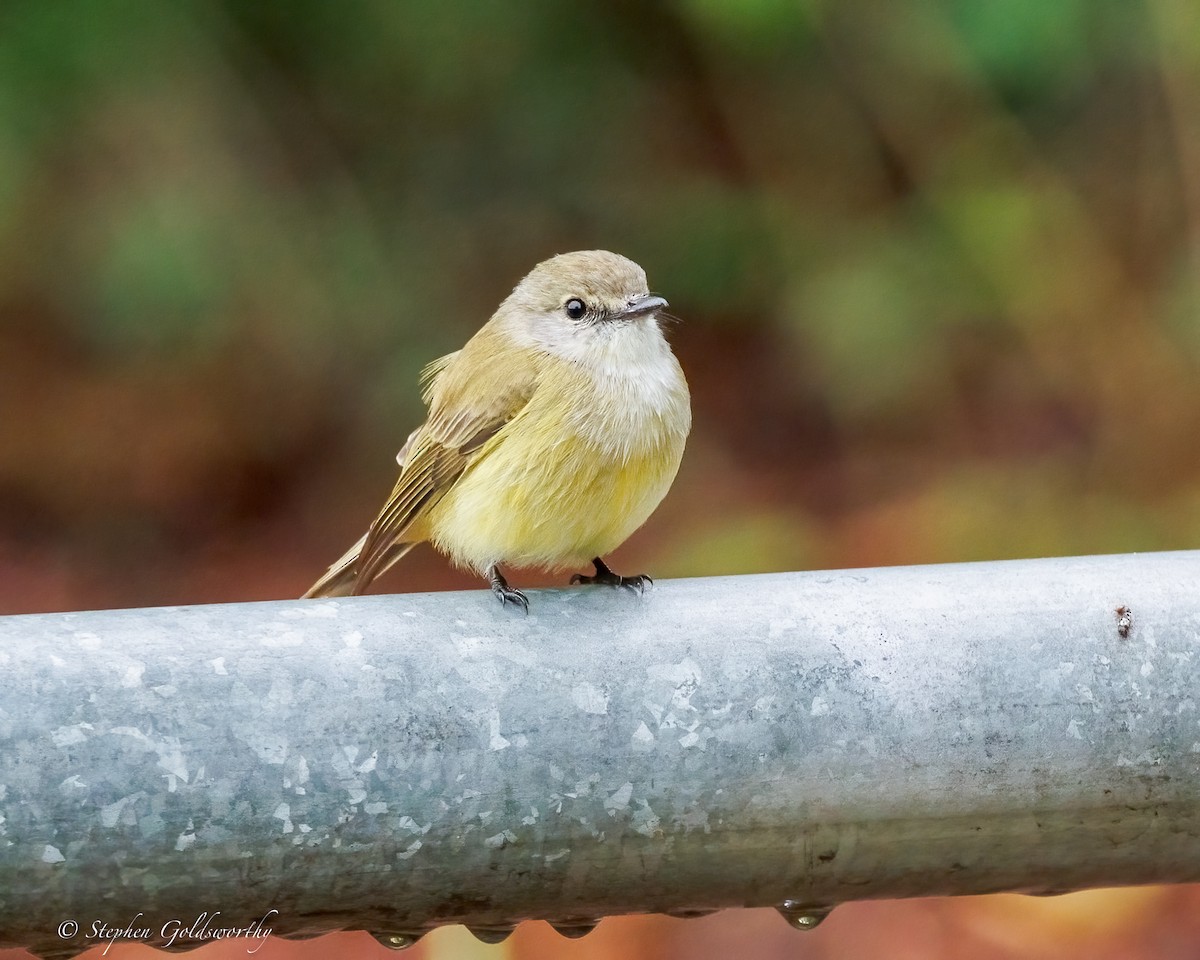 Lemon-bellied Flyrobin - ML638647927