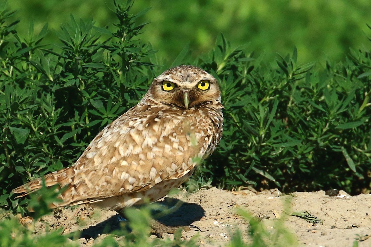 Burrowing Owl - ML638647936