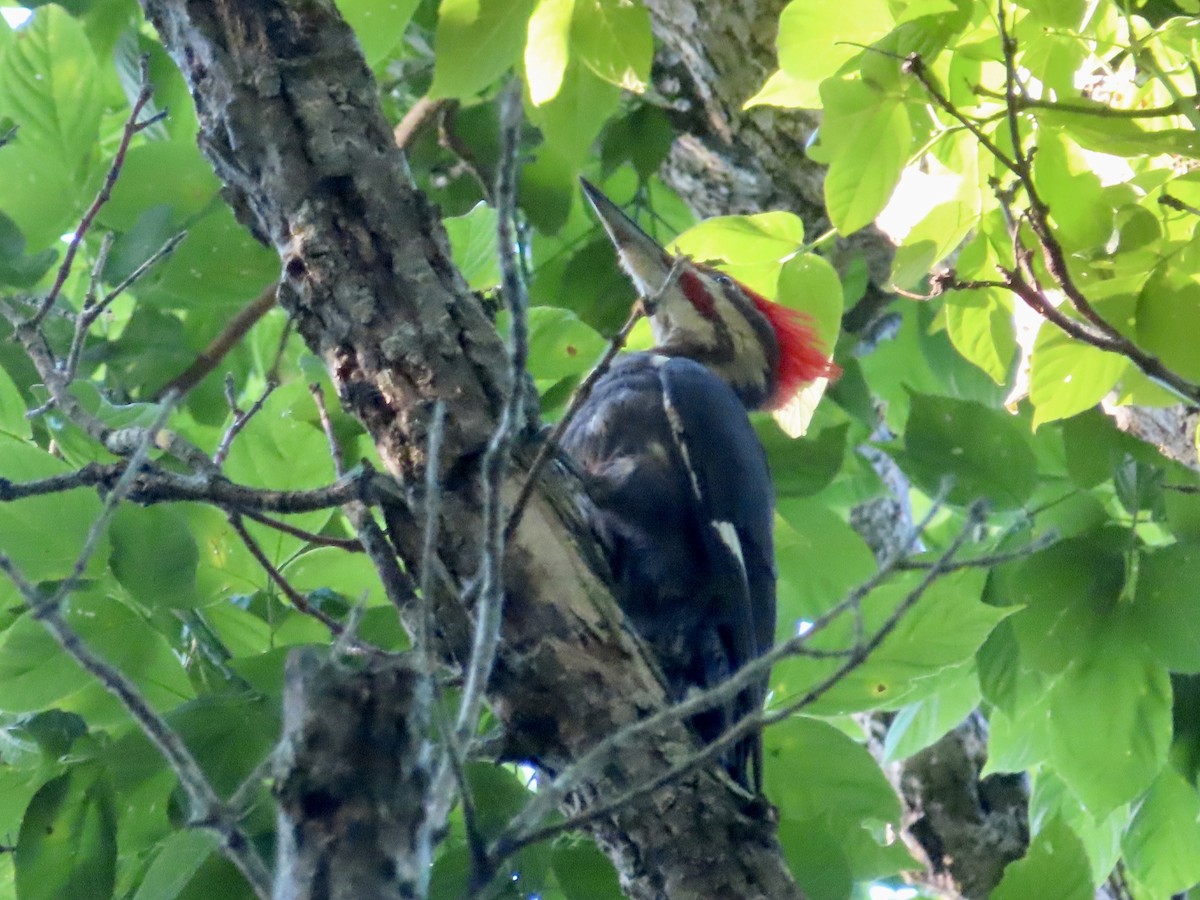 Pileated Woodpecker - ML638647942