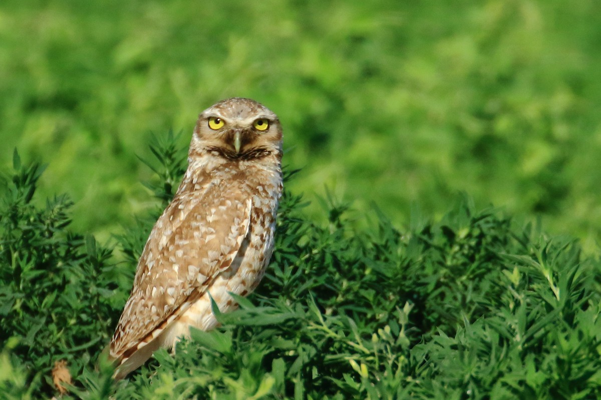 Burrowing Owl - ML638647946