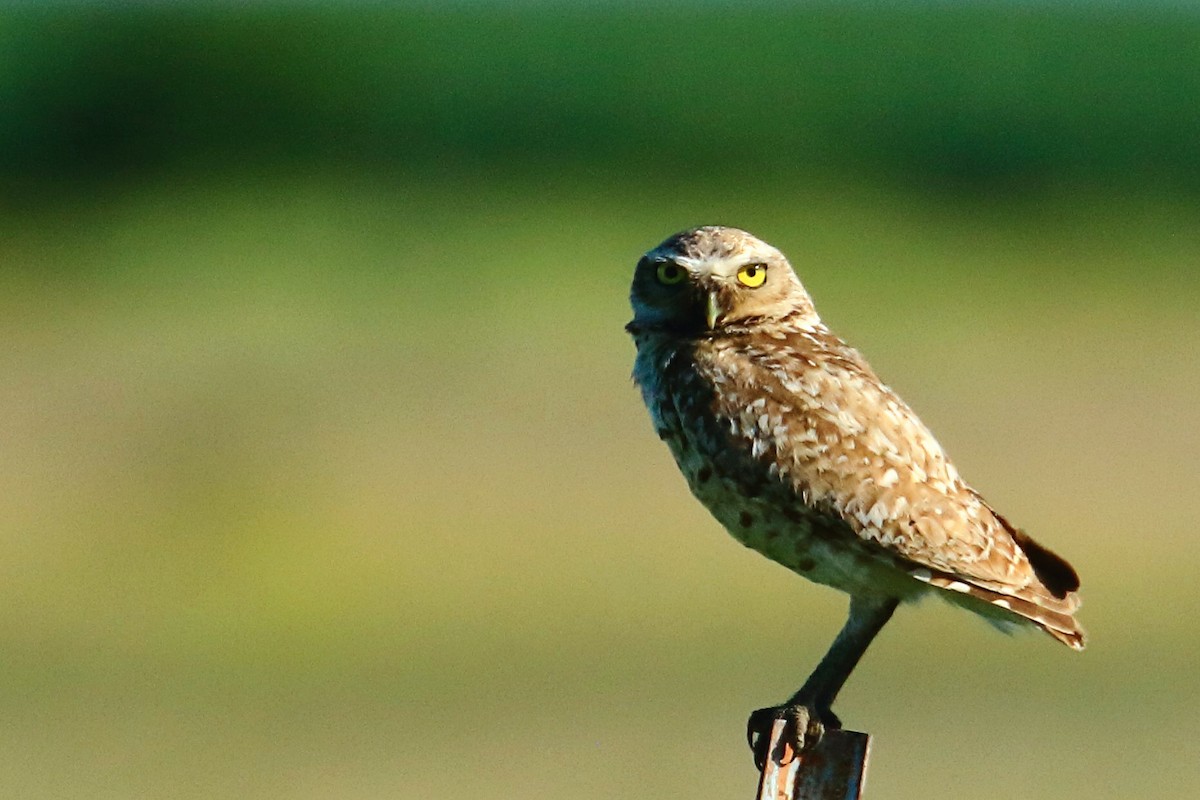 Burrowing Owl - ML638647949