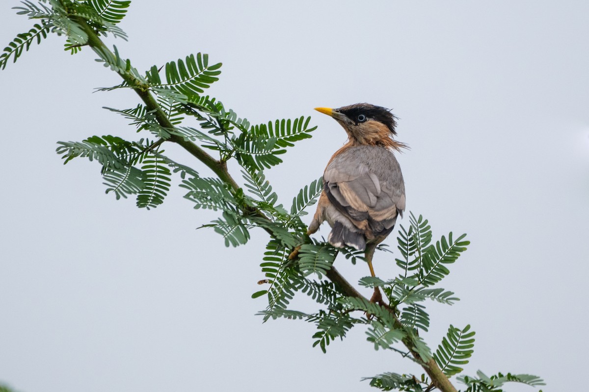 Brahminy Starling - ML638647953