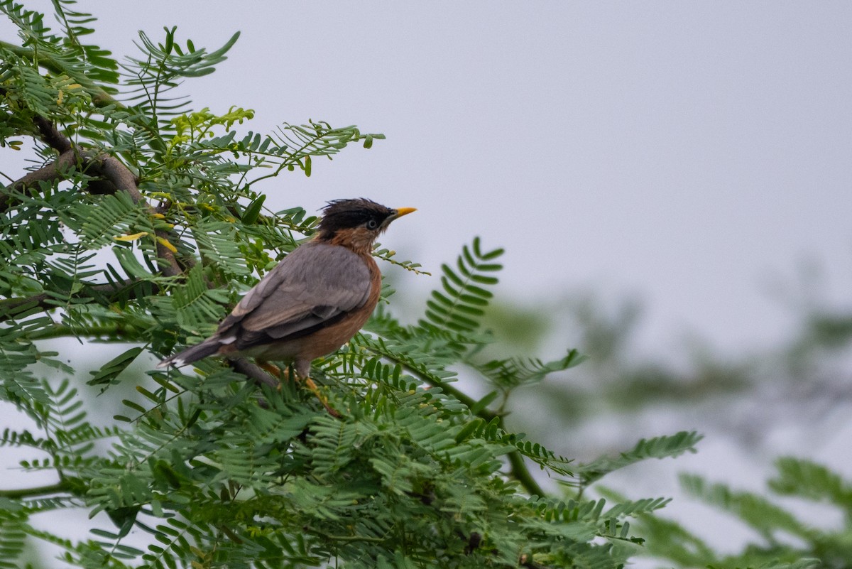 Brahminy Starling - ML638647954