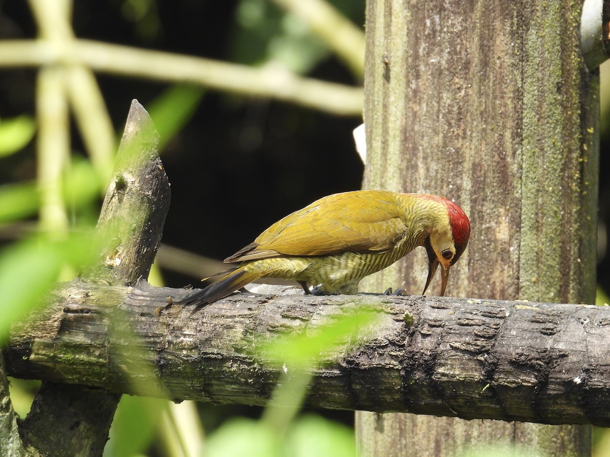 Golden-olive Woodpecker - ML638647956