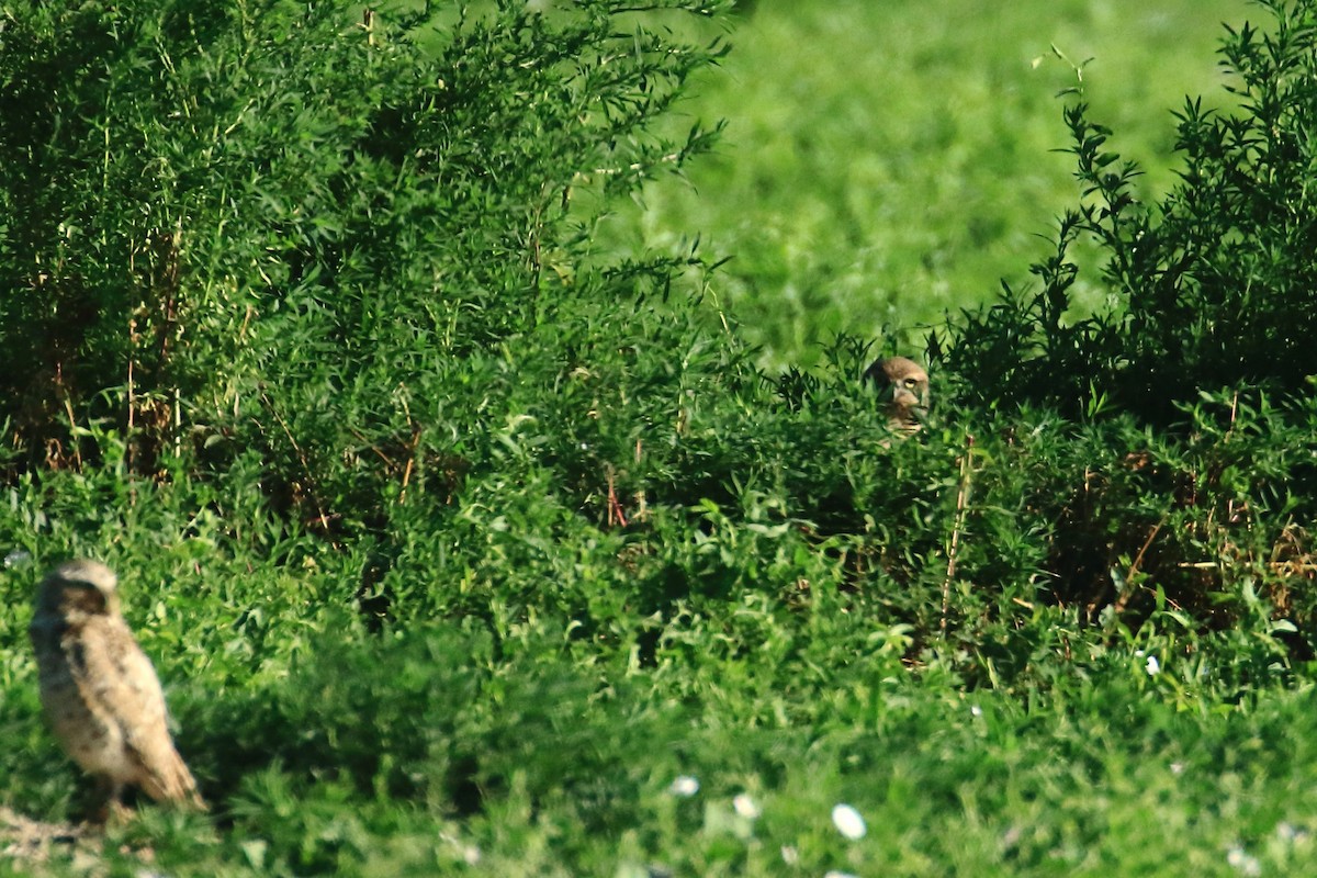 Burrowing Owl - ML638647957