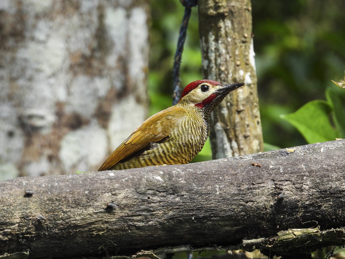 Golden-olive Woodpecker - ML638647958