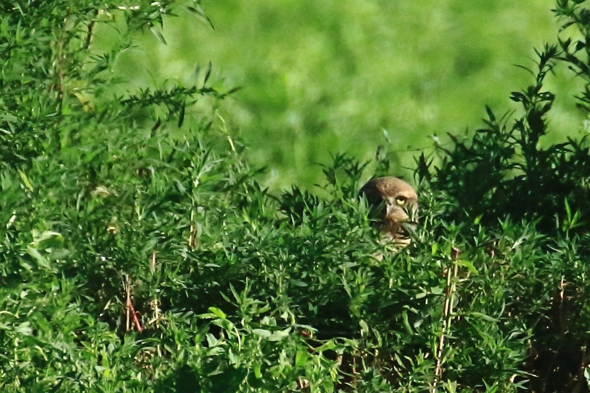 Burrowing Owl - ML638647963