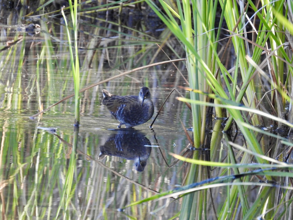 Virginia Rail - ML638647964