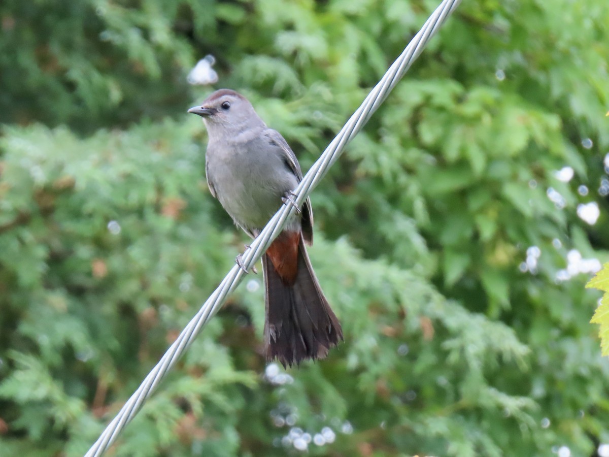 Gray Catbird - ML638648007