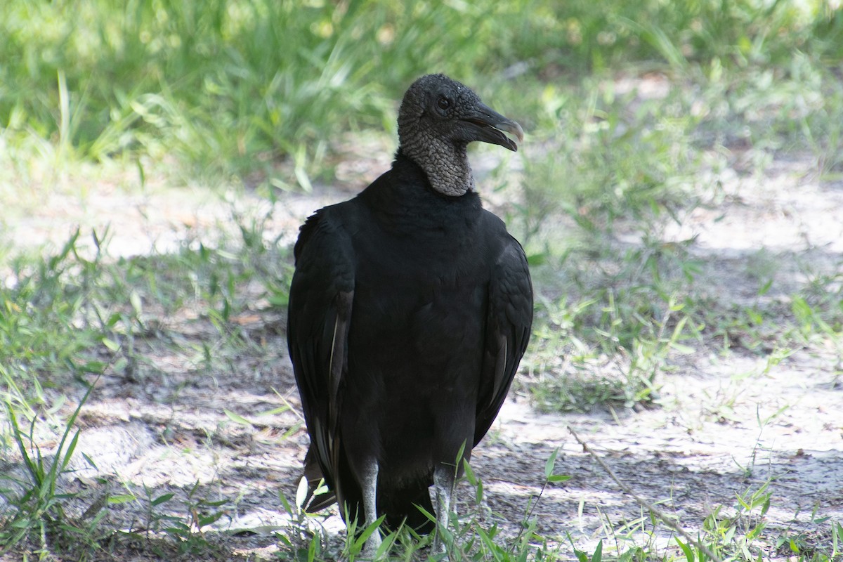Black Vulture - ML638648070